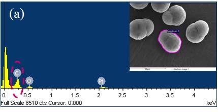 Fig.S4 EDS spectrum of pure SL particles (a), c-mwnt