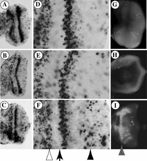 Function of RBF and de2f1 during development 375 Fig. 6. Cell proliferation and cell death in the complete absence of RBF. (A-F) BrdU incorporation in eye discs from third larval instar.