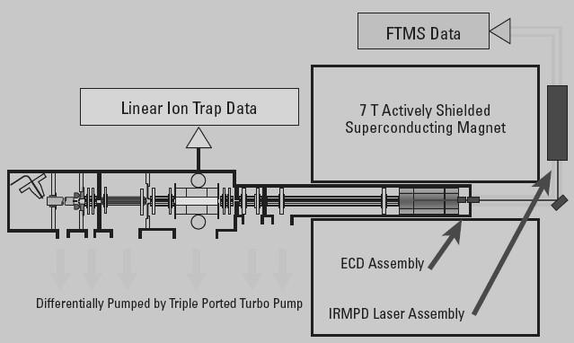 Linear Ion Trap FT-ICR-MS hybrid system The MS/MS, MS n capabilities of