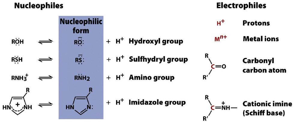 Common nucleophiles and