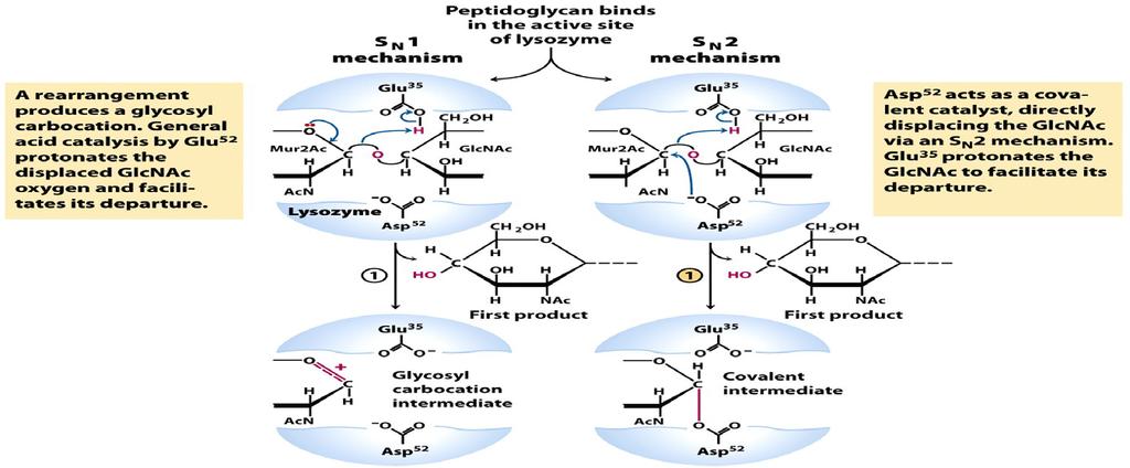 Lysozyme mechanism 35 Preferential binding of transition state: carbocation D-sugar is more