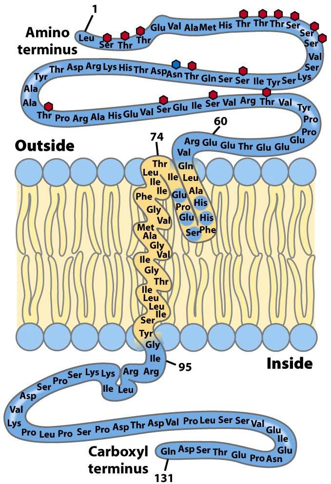 Transmembrane helices are