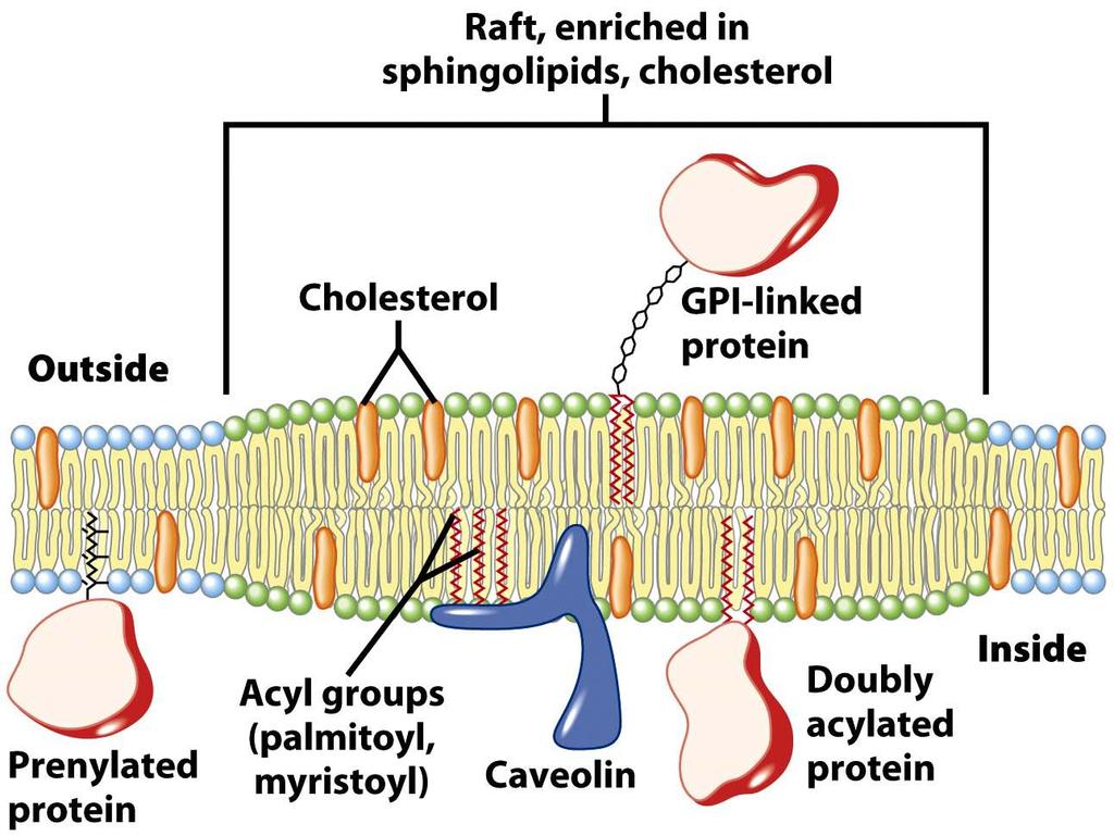 Lipid-linked proteins cluster in or