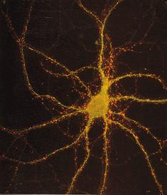 Neuron: Basic Brain Processor Neurons (or nerve cells) are special cells that process and transmit information by electrical signaling in brain and also spinal