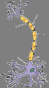 Neuron: Main Components dendrites cell body axon terminals cell body computational unit