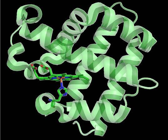 DHP has a natural peroxidase function Engineered globin