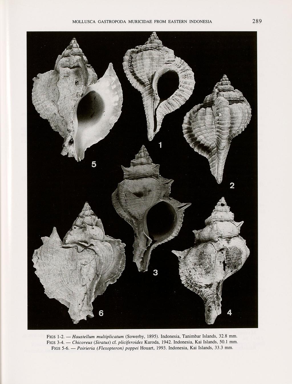 FIGS 1-2. Haustellum multiplicatum (Sowerby, 1895). Indonesia, Tanimbar Islands, 32.8 mm. FIGS 3-4. Chicoreus (Siralus) ci.