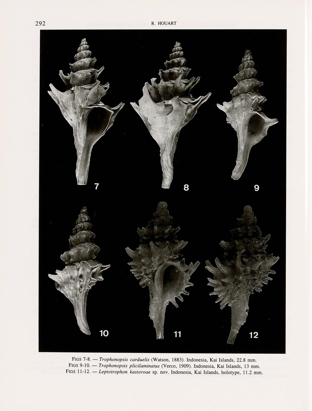 FIGS 7-8. Trophonopsis carduelis (Watson, 1883). Indonesia, Kai Islands, 22.8 mm. FIGS 9-10.