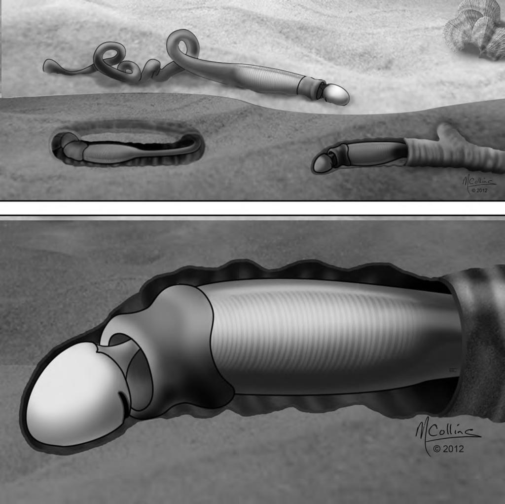 RESEARCH SUPPLEMENTARY INFORMATION Supplementary Information 6 (caption). Spartobranchus tenuis (Walcott, 1911) from the Burgess Shale Reconstructions by Marianne Collins*.
