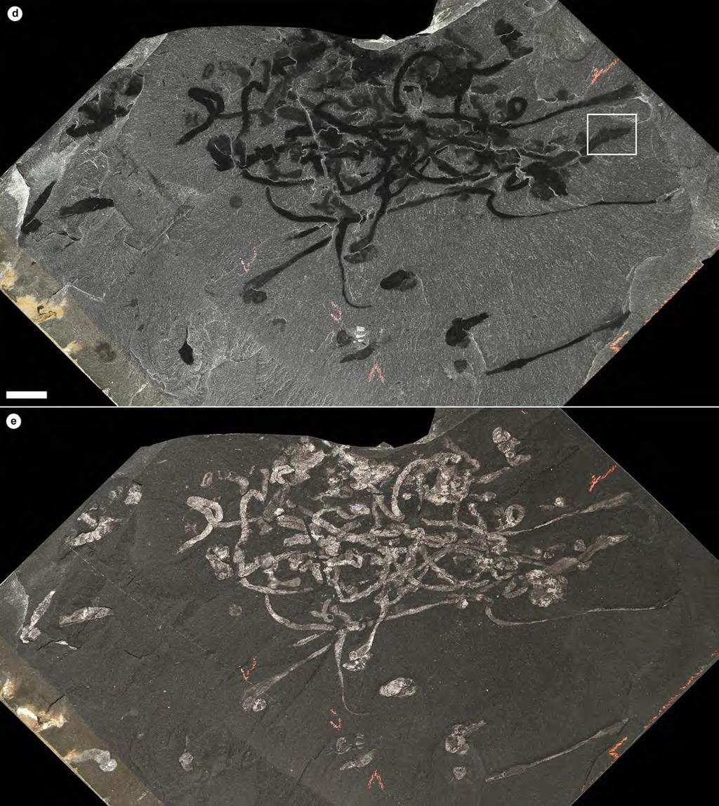 RESEARCH SUPPLEMENTARY INFORMATION Supplementary Information 2. Spartobranchus tenuis (Walcott, 1911) from the Burgess Shale preservation and clusters.