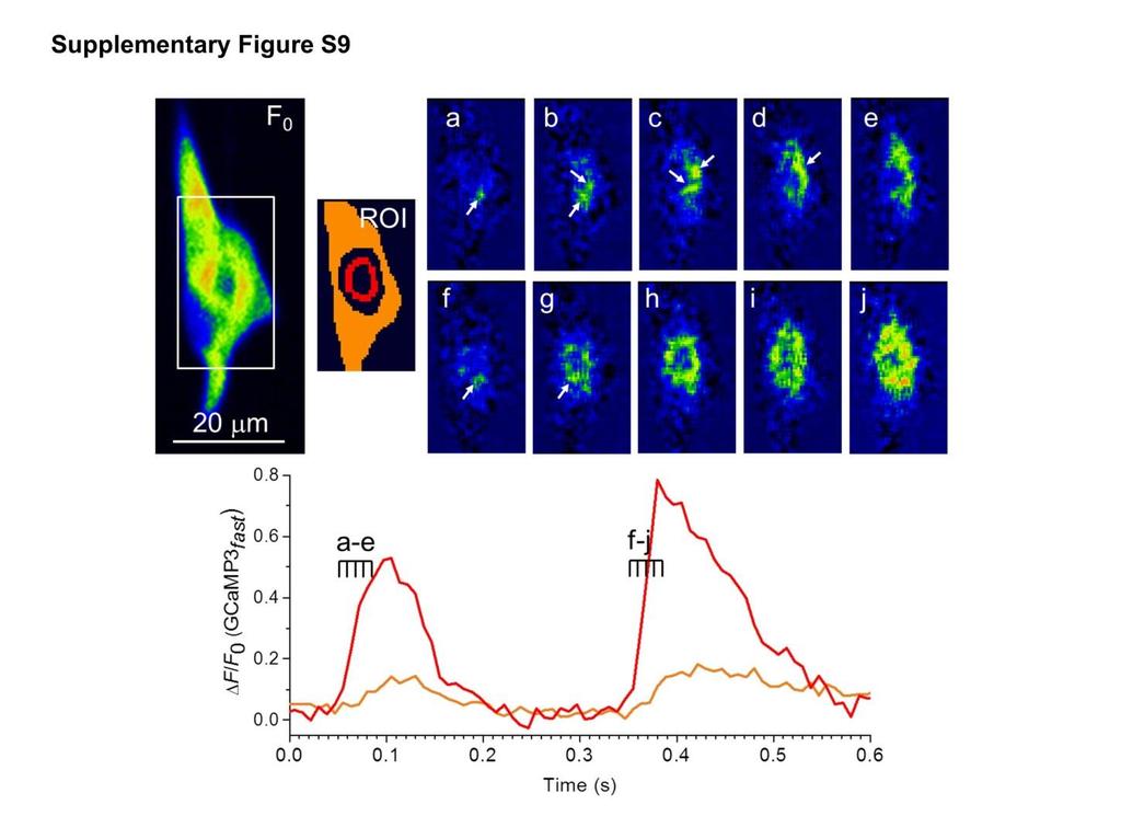 Supplementary Figure S9. Measurement of perinuclear Ca 2+ hotspots with GCaMP3 fast in a spontaneously pacing rat neonatal cardiomyocyte.