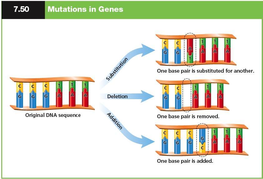 They work well, but not perfectly More exposure to a mutagen, the less likely it will be repaired o Chromosomal mutations Usually in crossing over Involves changes in the number or structure of the