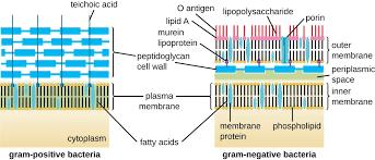 PROKARYOTIC CELL STRUCTURE - 1) Cell Wall Bacterial cell wall FUNCTIONS Structure for viability.