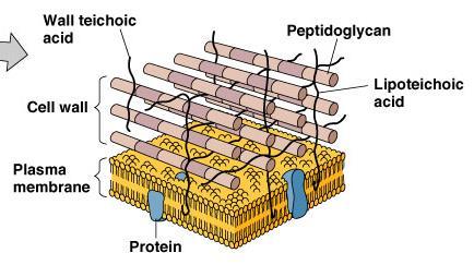 Gram-Positive cell walls The cell wall is thick (15-80 nanometers), consisting of several layers of peptidoglycan.