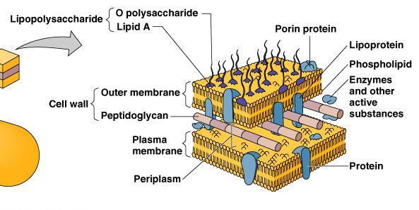 Gram-Negative cell walls The cell wall is relatively thin (10 nanometers) and is composed of: 1. A single layer of peptidoglycan 2. Outer membrane - part of the cell wall.