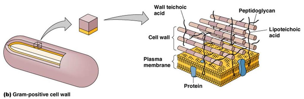 Cell wall Thick peptidoglycan