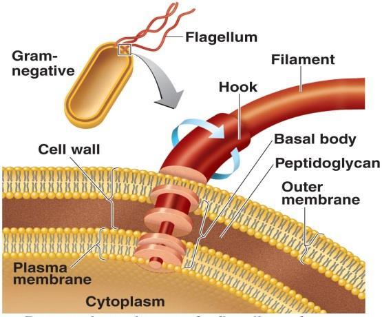 Flagella Long filamentous appendages of a filament, hook, and basal body Outside cell wall Made of