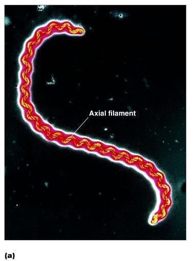 Axial Filaments Endoflagella Structure similar to flagella Located in the periplasmic space (between the cell