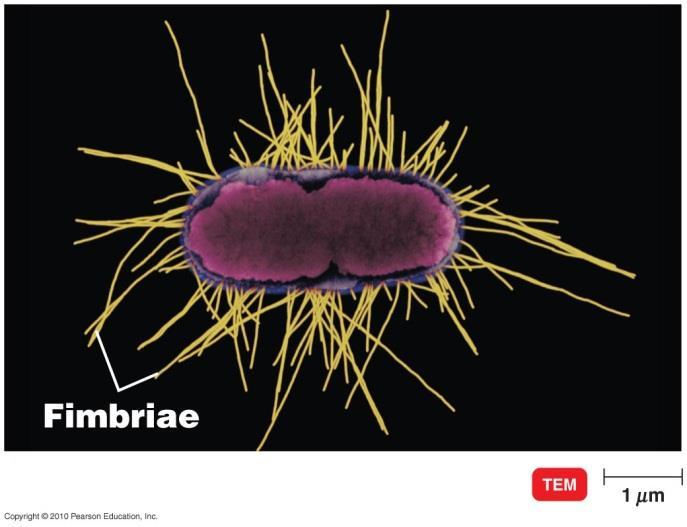 Fimbriae and pili Fimbriae - hair like appendages that are shorter, straighter and thinner then flagella Used for