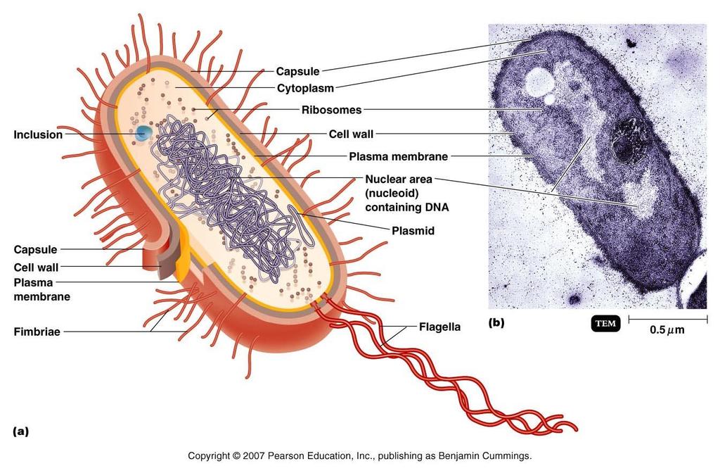 Cytoplasm Cytoplasm is the substance inside the plasma membrane Consist of about 80% water Contains primary proteins (enzymes),carbohydrates, lipids, inorganic ions