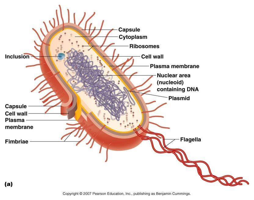nuclear membrane The chromosome is attached to the plasma membrane In