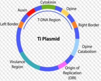 Plasmids Small circular, double-stranded DNA molecules.