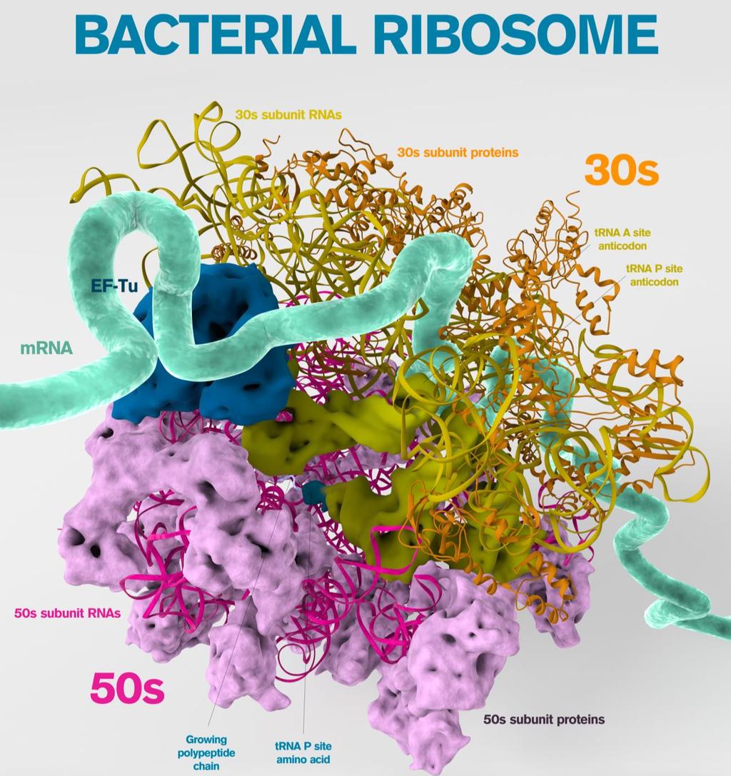 Ribosomes cellular structures which function as the sites of protein synthesis Prokaryotic cell