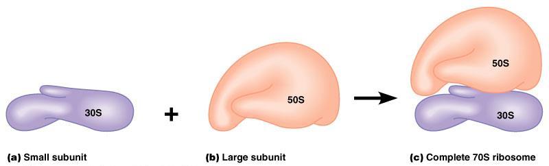 Ribosomes Ribosomes are composed of two subunits small and large The
