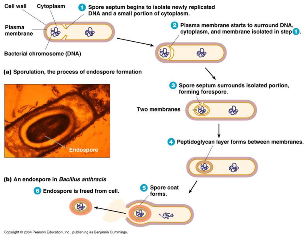 Endospores Resting cells formed for survival