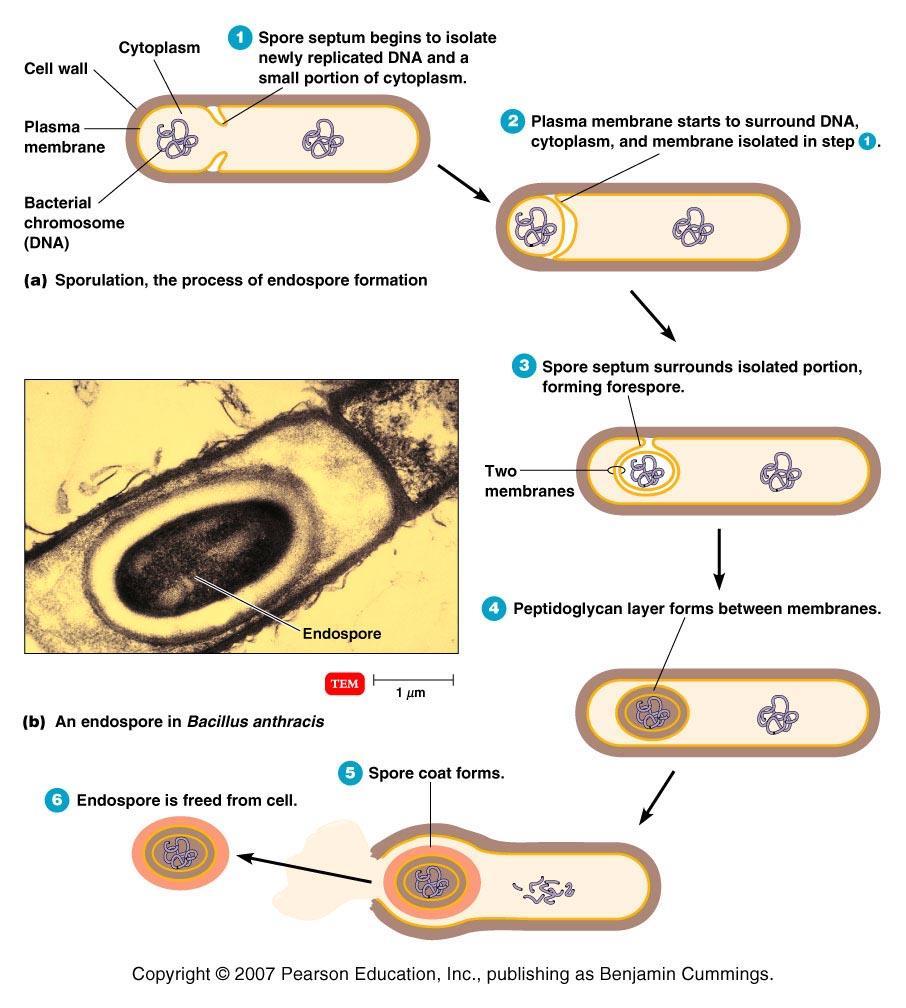 Endospores Sporulation - endospore formation 1) Spore septum 2) Forespore - a structure entirely enclosed 3) within the original cell 4)