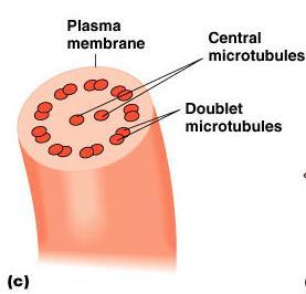 Flagella and Cilia Flagella are few and long (motility), cilia are numerous and short