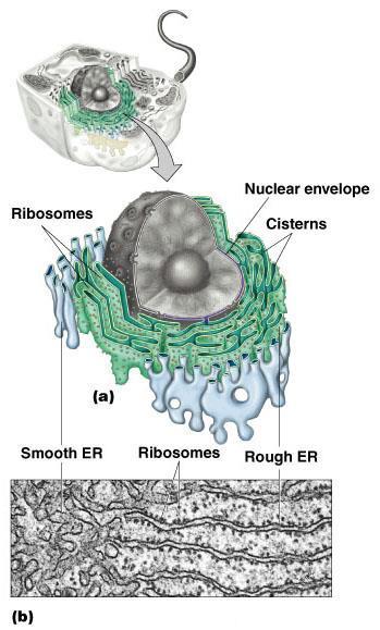 Endoplasmic Reticulum Rough ER contains ribosomes site of protein translation Smooth ER performs various functions: