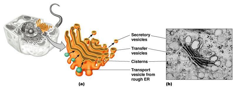 Golgi Complex Golgi complex modifies, sorts, and packages proteins received from the ER; discharges proteins
