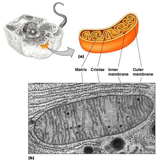 Mitochondrion (furnace of the cell) Site of the Krebs Cycle,