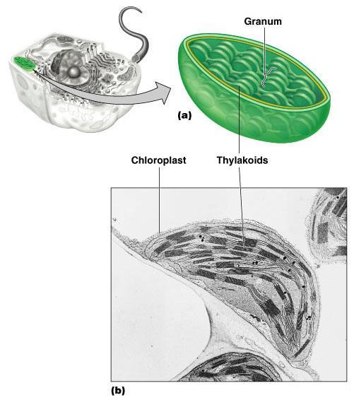 Chloroplast (photosynthesis) Structure similar to mitochondria the reverse side of respiration: C 6 H