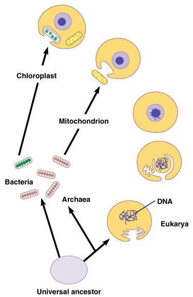 Endosymbiotic Theory Learning objective: Discuss evidence that supports the endosymbiotic theory of eukaryotic evolution.