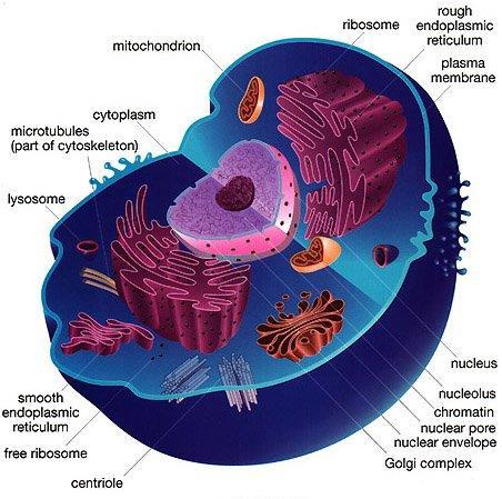 Has no nucleus, no organelles, no cytoplasm or cell membrane