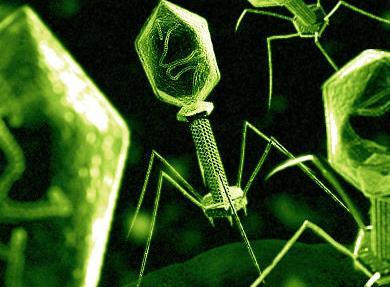 1. Bacteriophage viruses that infect bacteria (host)