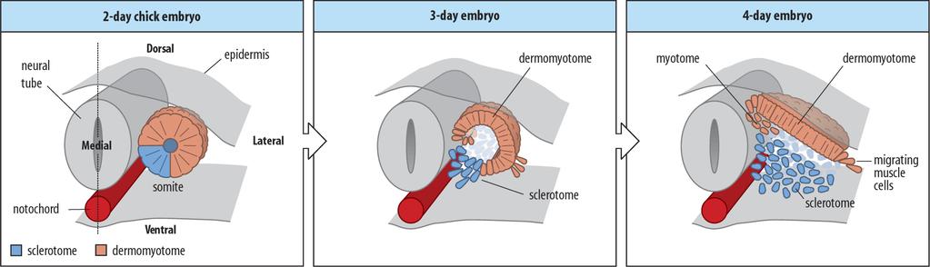 2: Paraxial Mesoderm Somite Development Somites develop into: - Sclerotome: mesenchymal cells (vertebral body and intervertebral