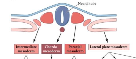Early Mesoderm Development Neural Tube 3 1 2 4 1: notochord 2: