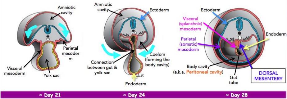4: Lateral Plate Mesoderm Lateral plate mesoderm develops into: - Splanchnic/visceral mesoderm