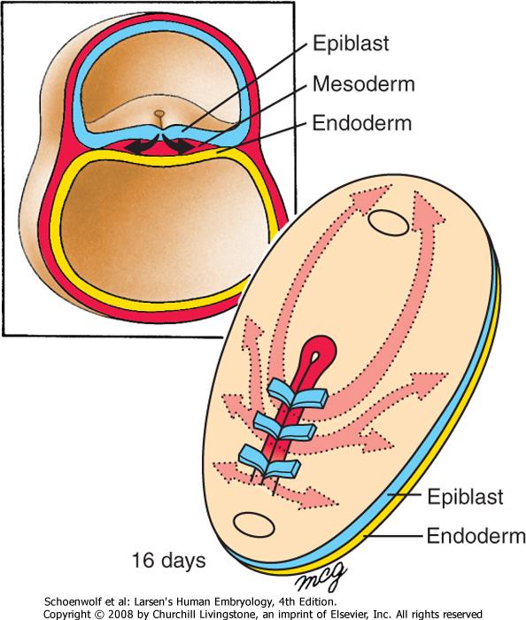Gastrulation Week 3 Ingression of epiblast cells: EMT transition Generation of definitive endoderm Generation of intra-embryonic