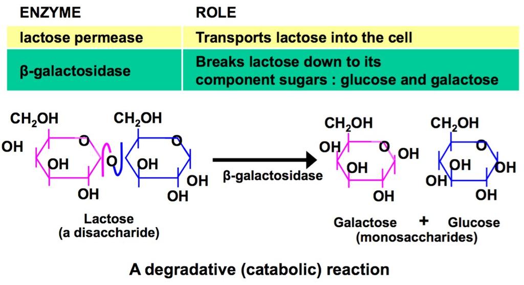 The is lactose operon controlled by on-off regulation: How we would determine or illustrate that regulation: - is growing the bacteria, E.