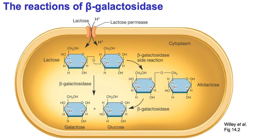 beta-galactosidase and lactose permease proteins in the cells - With lactose = very high concentration of beta-galactosidase and lactose permease proteins in the cells This is an