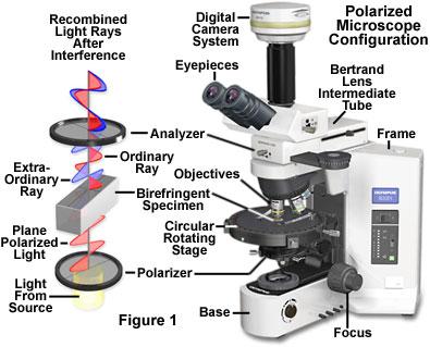 Light Microscopy of Tape Components There is variability in tape films, adhesives, and fibers that can be discriminated with