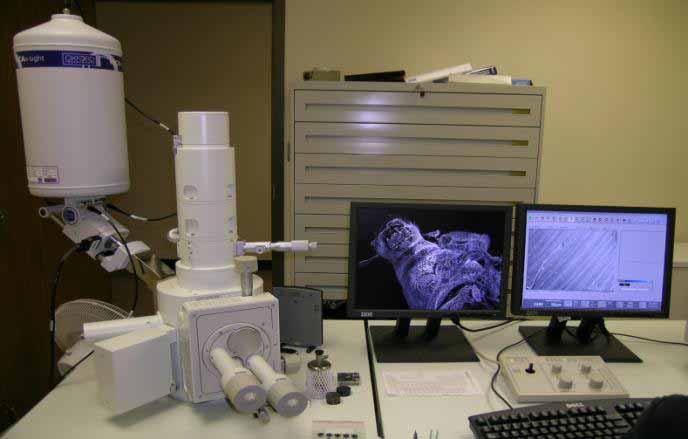 Scanning Electron Microscope (SEM) Guideline for Using Scanning Electron Microscopy/Energy