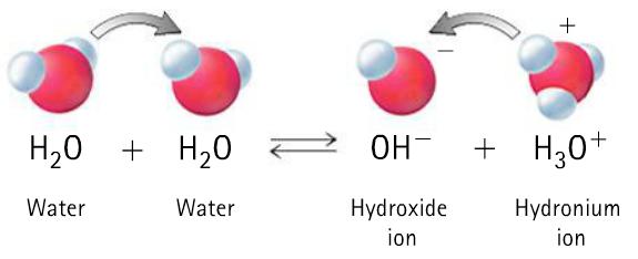 BRONSTED (CONT D) Some compounds, like water, can act as either a Bronsted-Lowry acid or as a Bronsted-Lowry base.