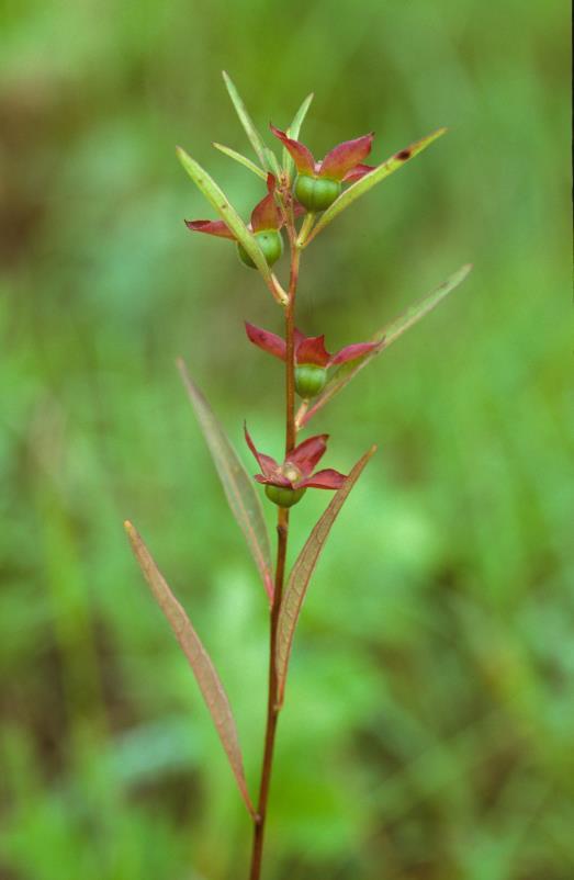 Introduction Ludwigia alternifolia, Peter Hoch The plant family Onagraceae is divided into two