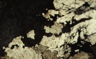 5 Fig. 4. Remnant islands of plagioclase (cream) in orthoclase (black).