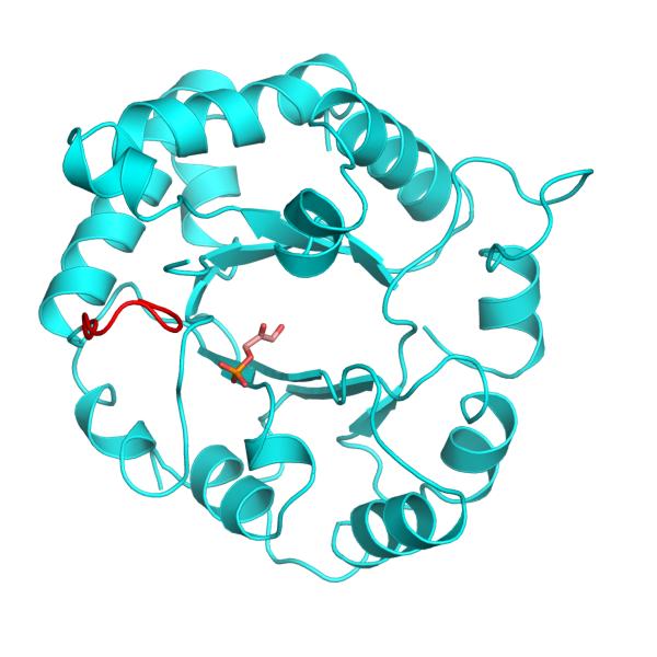 PFK-1 regulation is complex 4. Aldol cleavage (the literal glycolytic reaction) ATP is a required substrate, but at high concentration, ATP can also bind to an allosteric site and inhibit PFK-1.